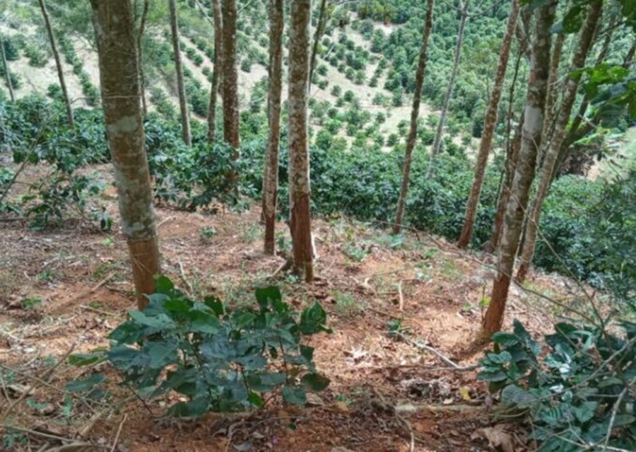 crimes-ambientais-em-afonso-claudio