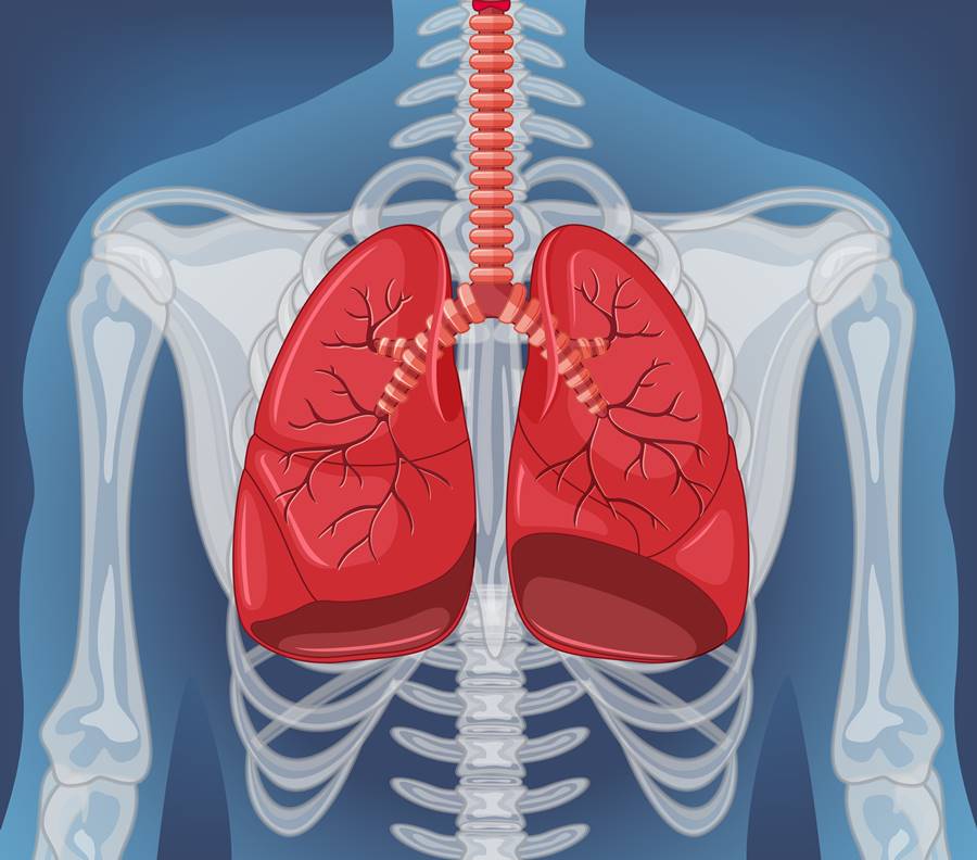 Human internal organ with lungs illustration