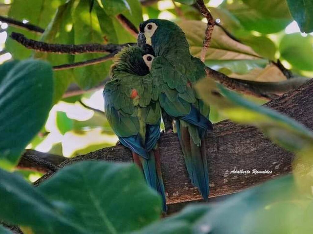 Exposicao-de-fotografias-de-passaros-vai-ate-neste-sabado-25-em-Domingos-Martins-1