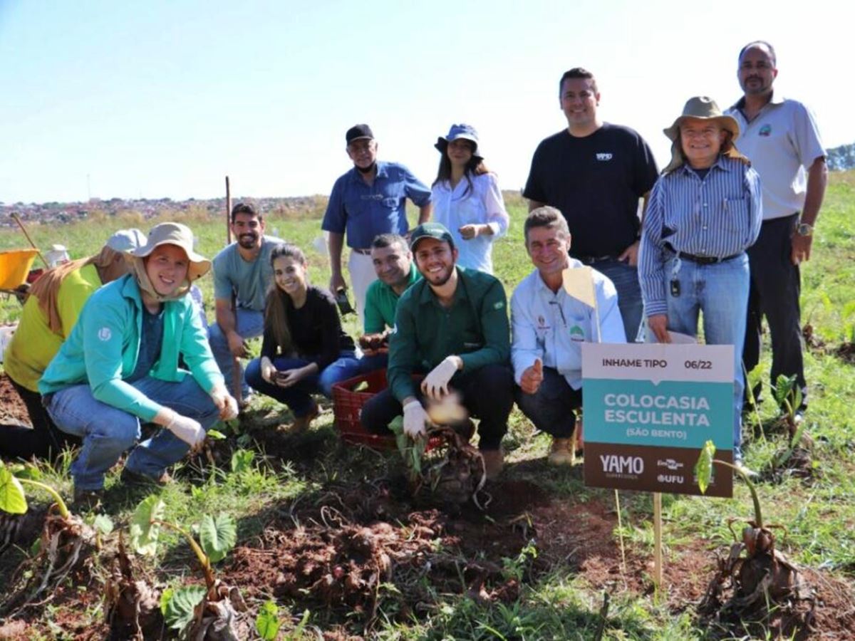 Inhame-capixaba-e-cultivado-no-Cerrado-Mineiro-e-apresenta-bons-resultados