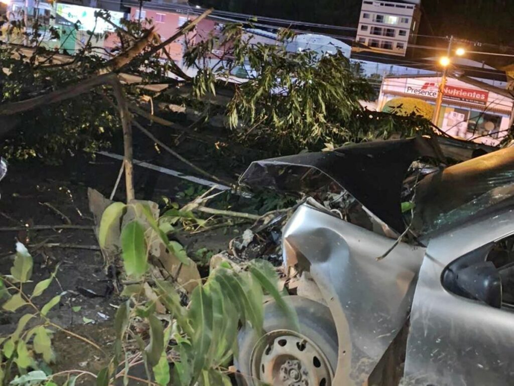 eucalipto-cai-na-BR-262-carro-bate-na-arvore-e-rodovia-fica-interditada