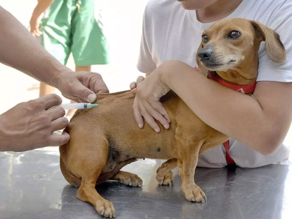 Campanha-Antirrabica-segue-com-vacinacao-para-caes-e-gatos-em-Marechal-Floriano