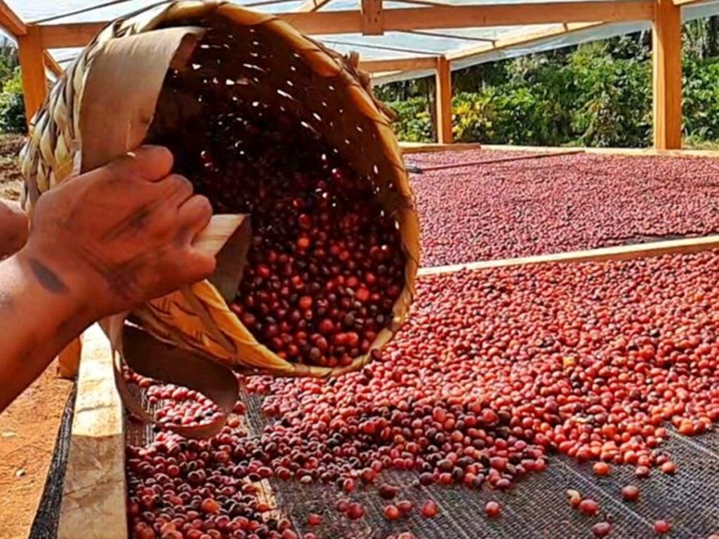 Colheita-de-cafe-robusta-da-safra