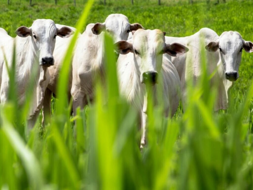 Congresso-Andav-2022-apresenta-Forum-sobre-Distribuicao-de-Insumos-para-Pecuaria