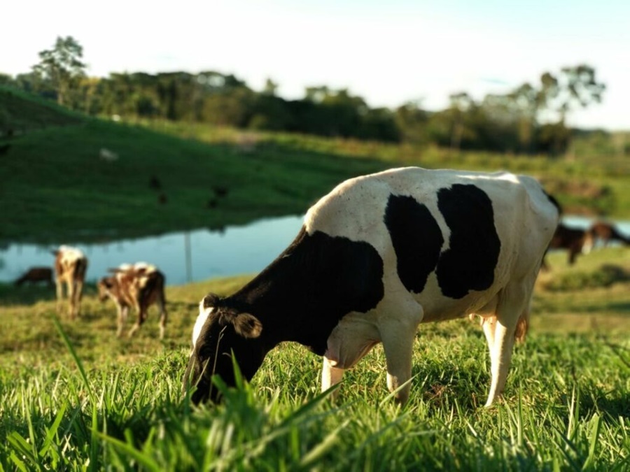 Pecuaria-leiteira-de-precisao-e-tema-principal-do-Anuario-Leite-2022