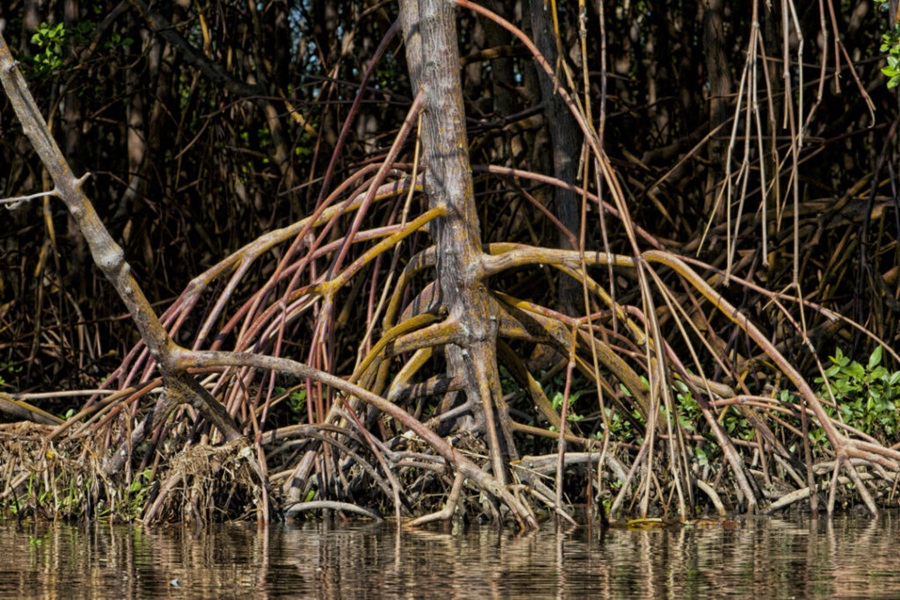 Pesquisadores-capixabas-descobrem-manguezal-de-agua-doce-na-Amazonia