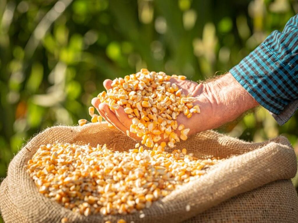 Precos-minimos-de-produtos-da-safra-de-verao-sao-atualizados