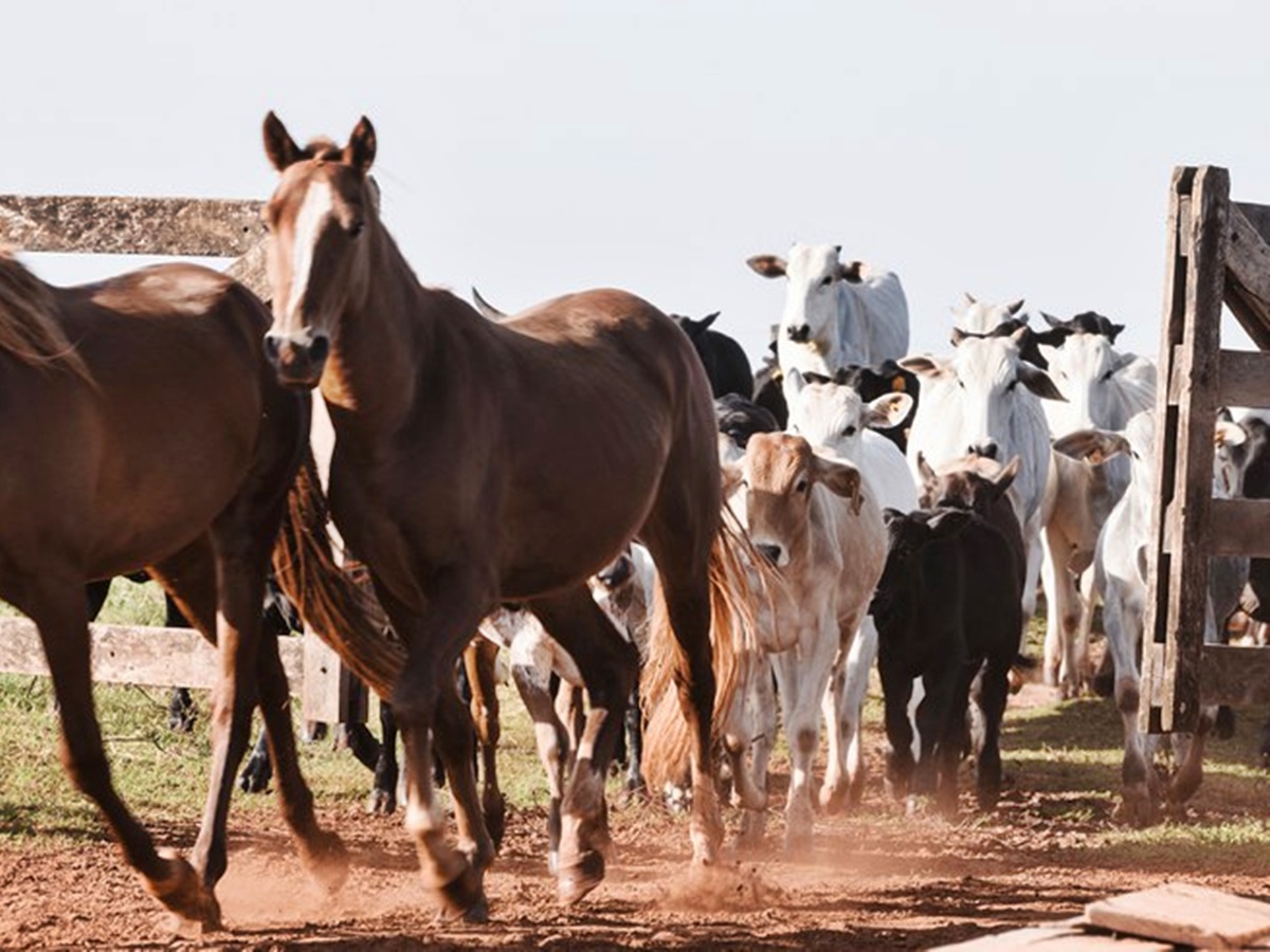 Raiva-em-herbivoros-e-fatal-e-pode-ser-prevenida-com-vacinacao-de-rebanhos-e-controle-da-populacao-de-morcegos