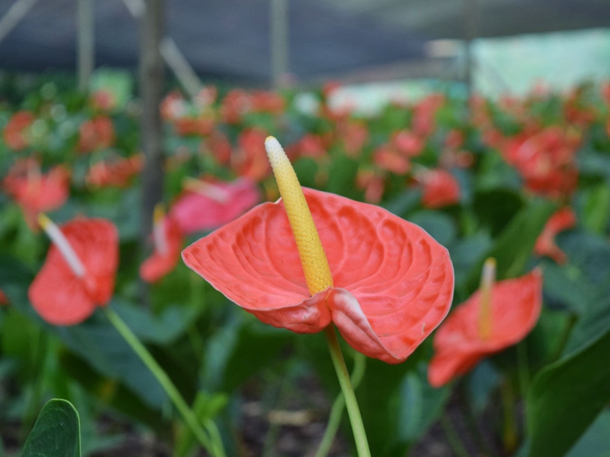 Seminario-sobre-cultivo-de-flores-e-plantas-ornamentais-sera-na-proxima-semana-em-Marechal-Floriano