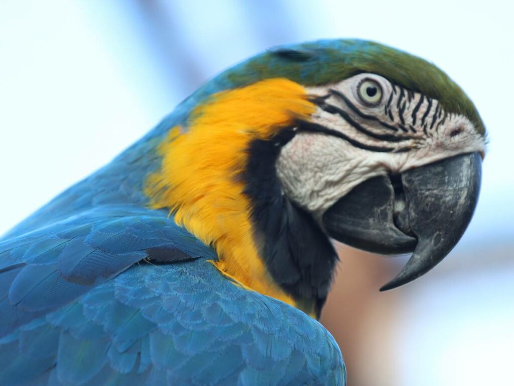 Ultimos-dias-para-concorrer-a-promocao-do-Bioparque-das-Aves-1