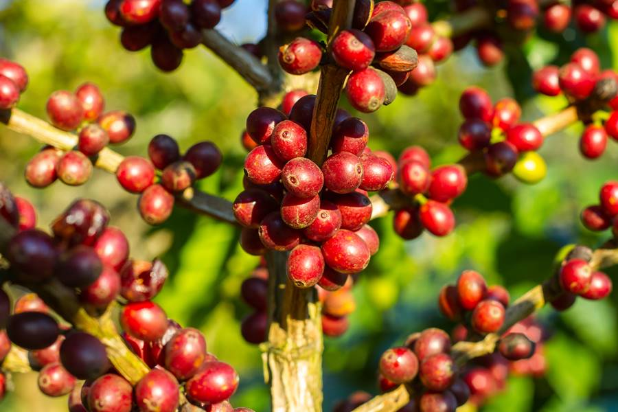 cafe-cerejas -FREEPIK