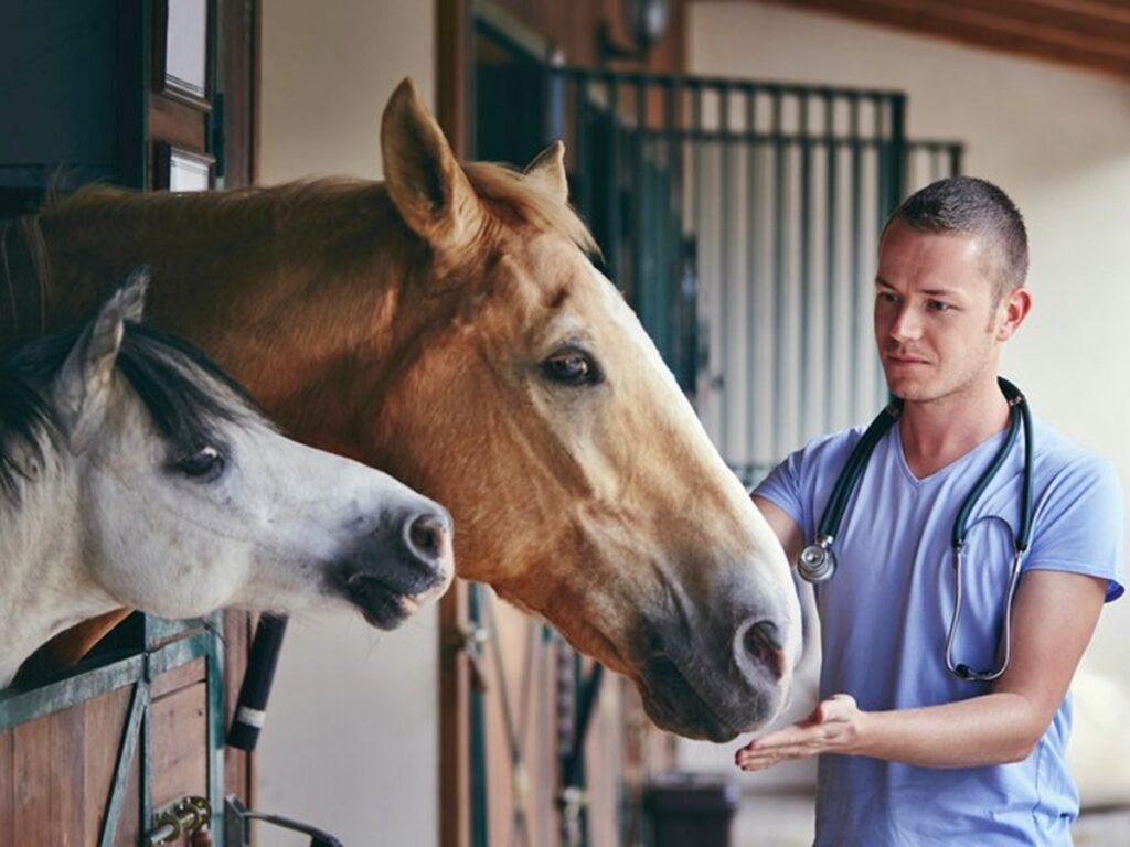 Consulta-publica-vai-colher-sugestoes-sobre-acoes-de-prevencao-do-mormo-e-da-anemia-infecciosa-equina