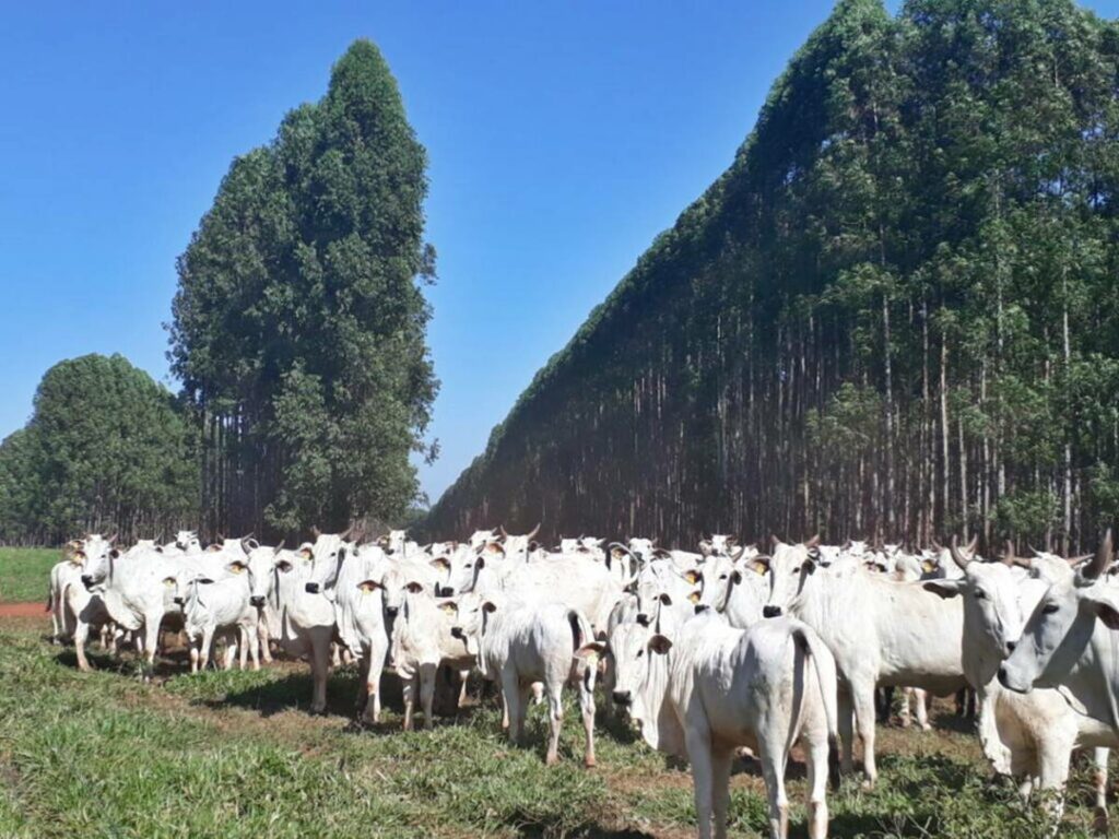 Evento-reforca-incentivo-a-producao-sustentavel-na-pecuaria