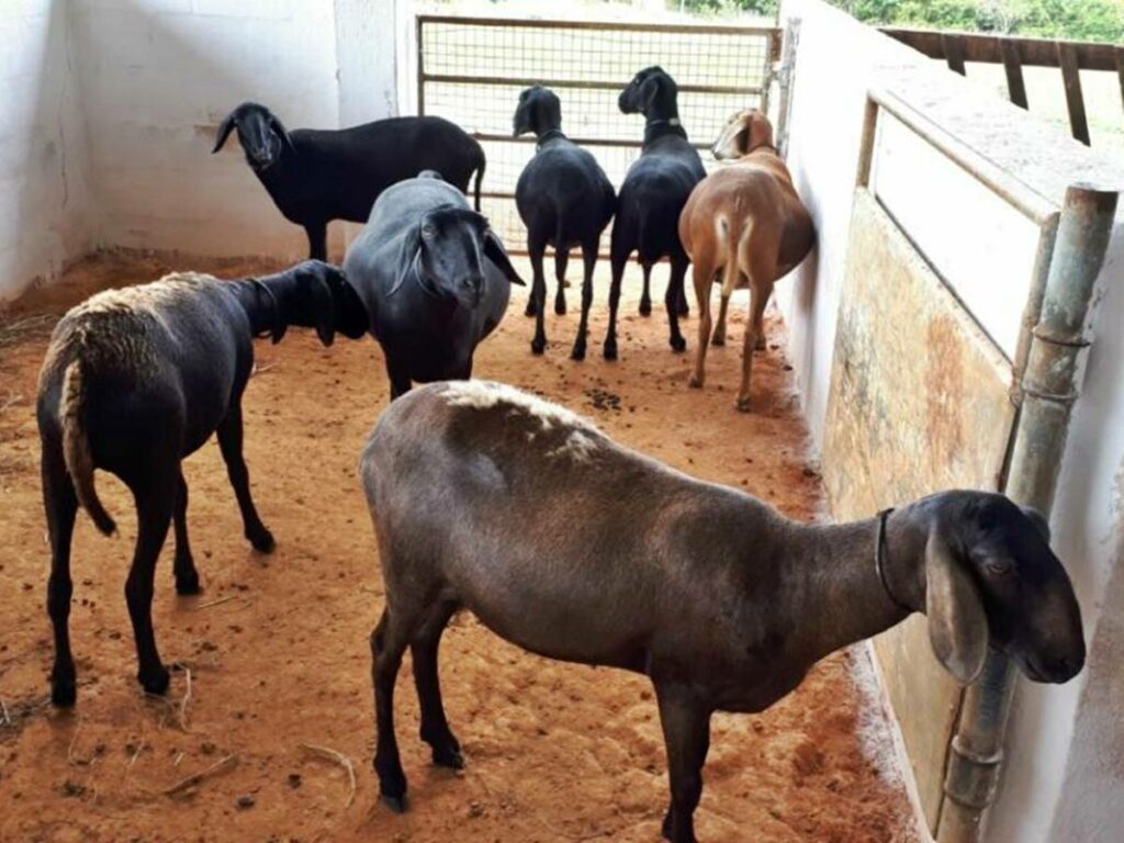 Parceria-entre-Ifes-Campus-Itapina-e-Ufes-para-melhoria-genetica-de-ovinos