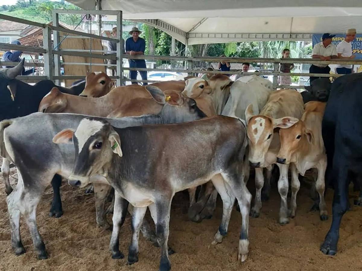 Apae-de-Venda-Nova-realiza-tradicional-leilao-de-garrotes-no-proximo-domingo-25 Apae-de-Venda-Nova-realiza-tradicional-leilao-de-garrotes-no-proximo-domingo-25