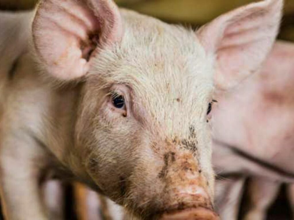 Apreensao-de-carne-suina-em-aeroporto-acende-alerta-contra-Peste-Suina-Africana