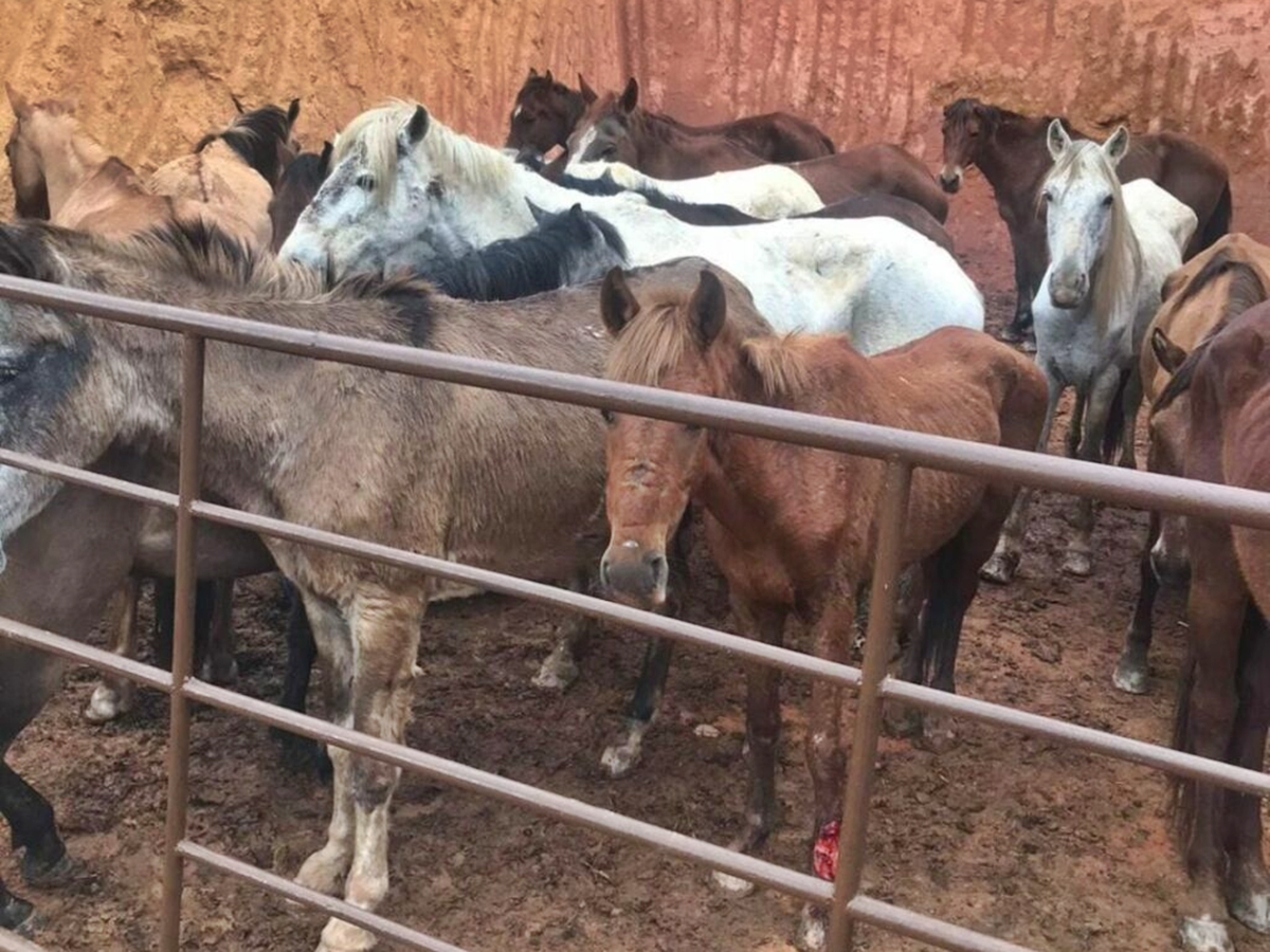 Carne de cavalo que seria vendida em feiras públicas é apreendida