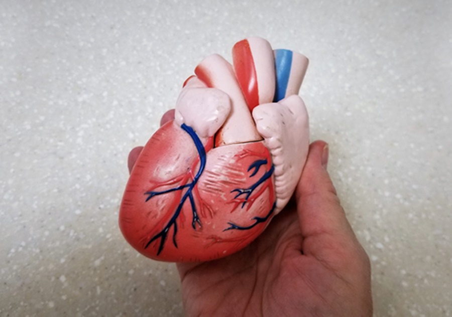 Dia-Internacional-da-Cardiologia-Intervencionista-Ministerio-da-Saude-alerta-para-os-cuidados-com-o-coracao Dia-Internacional-da-Cardiologia-Intervencionista-Ministerio-da-Saude-alerta-para-os-cuidados-com-o-coracao