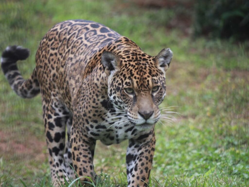 Onca-ataca-funcionaria-de-zoologico-em-Marechal-Floriano