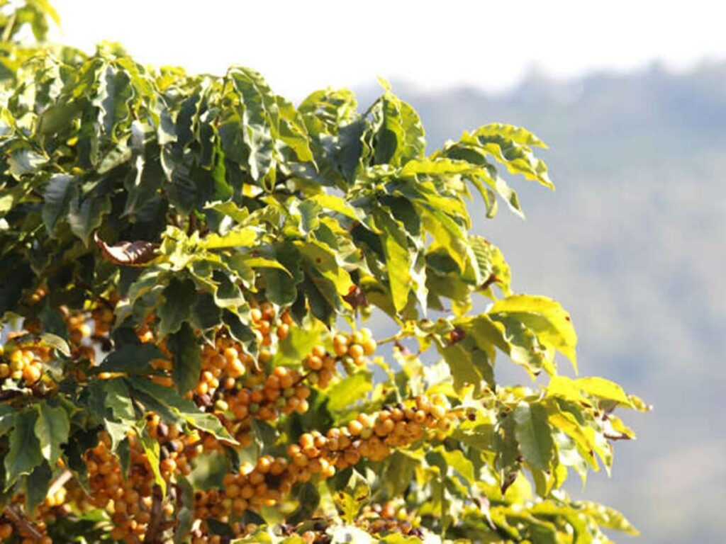 Vencedores-do-Concurso-NossoCafe-ganharao-viagem-para-os-Estados-Unidos