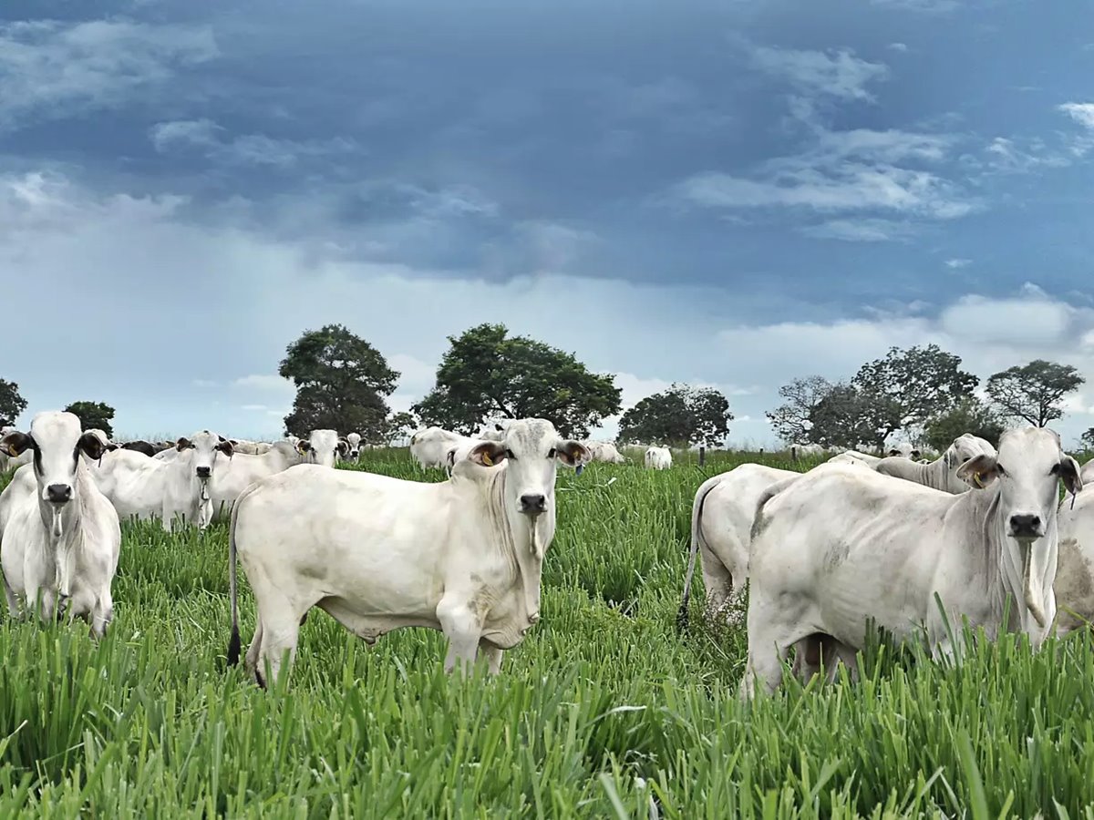 Venda-Nova-divulga-cadastro-para-produtores-bovinos-no-programa-Mais-Pecuaria-Brasil Venda-Nova-divulga-cadastro-para-produtores-bovinos-no-programa-Mais-Pecuaria-Brasil