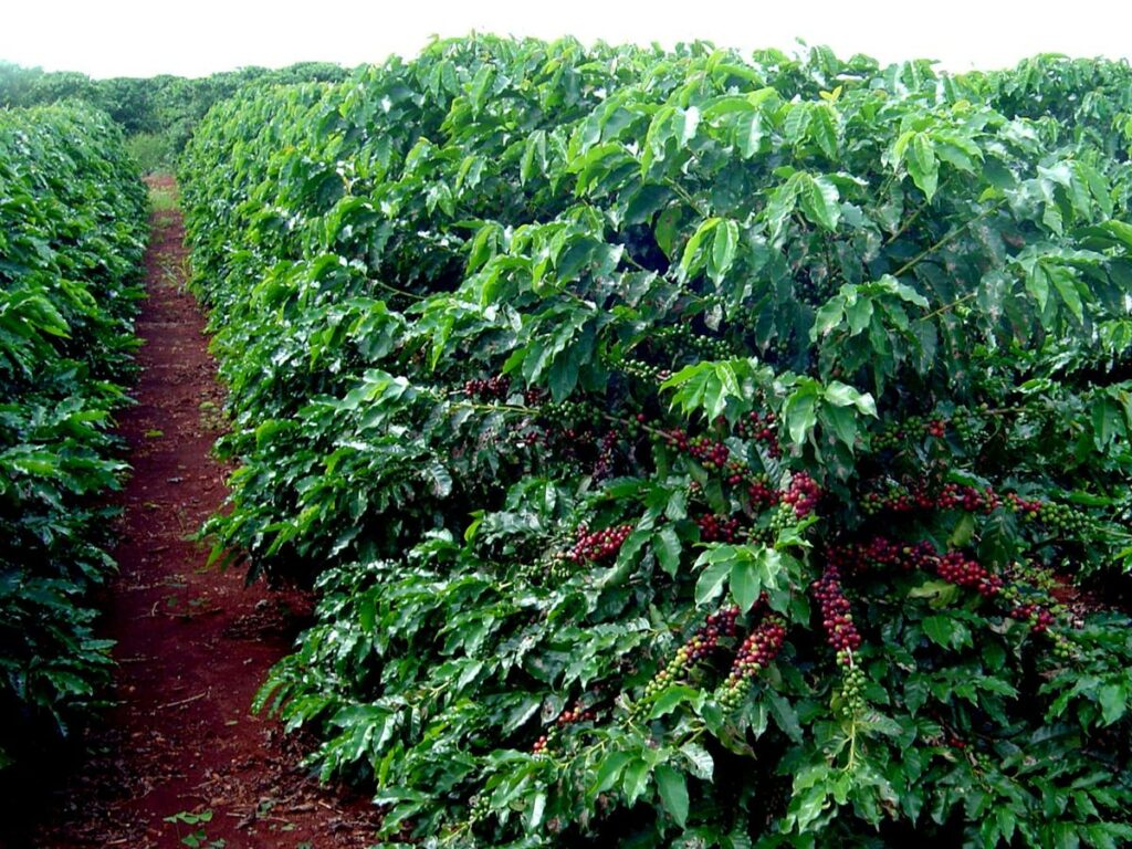 Venda-Nova-vai-premiar-e-leiloar-cafes-especiais