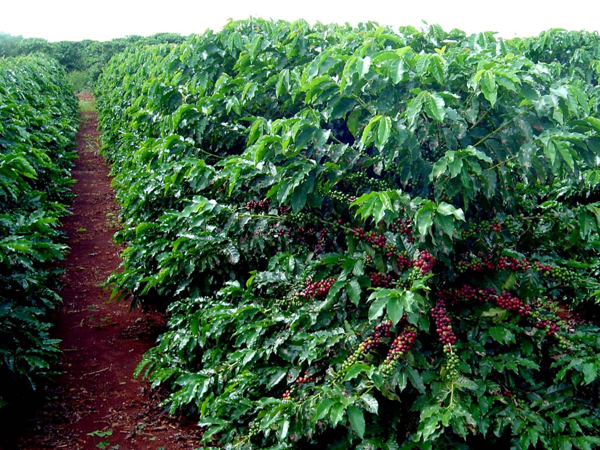 Venda-Nova-vai-premiar-e-leiloar-cafes-especiais Venda-Nova-vai-premiar-e-leiloar-cafes-especiais