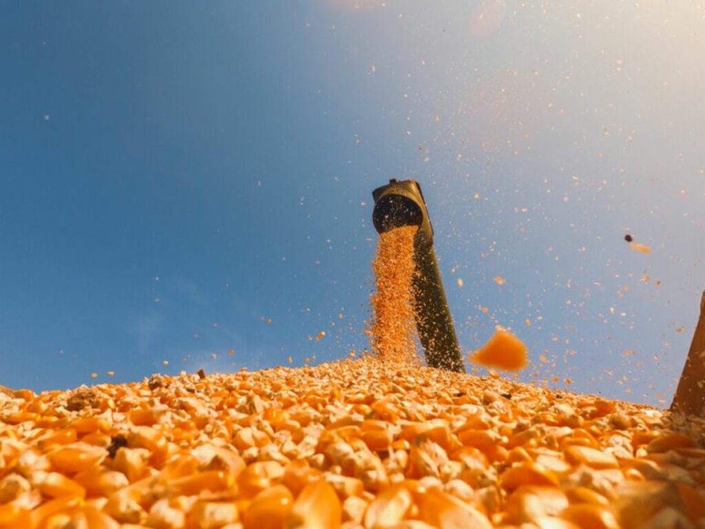 Aumento-da-producao-de-milho-no-Brasil-tende-a-atenuar-restricao-de-oferta-mundial-do-grao