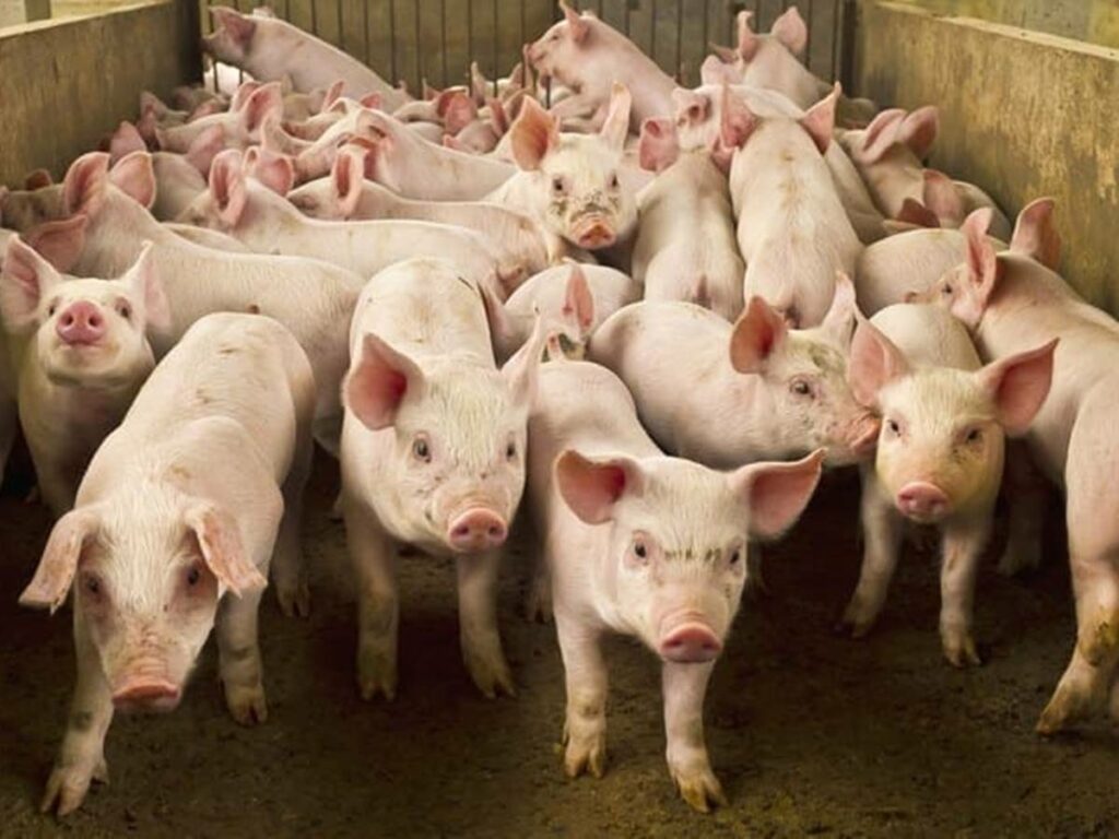 Brasil-monta-Plano-de-Contingencia-para-Peste-Suina-Africana