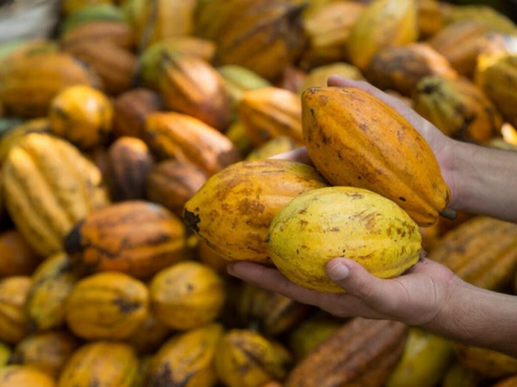 Desafio-para-startups-busca-solucoes-inovadoras-para-os-principais-desafios-da-cacauicultura-brasileira