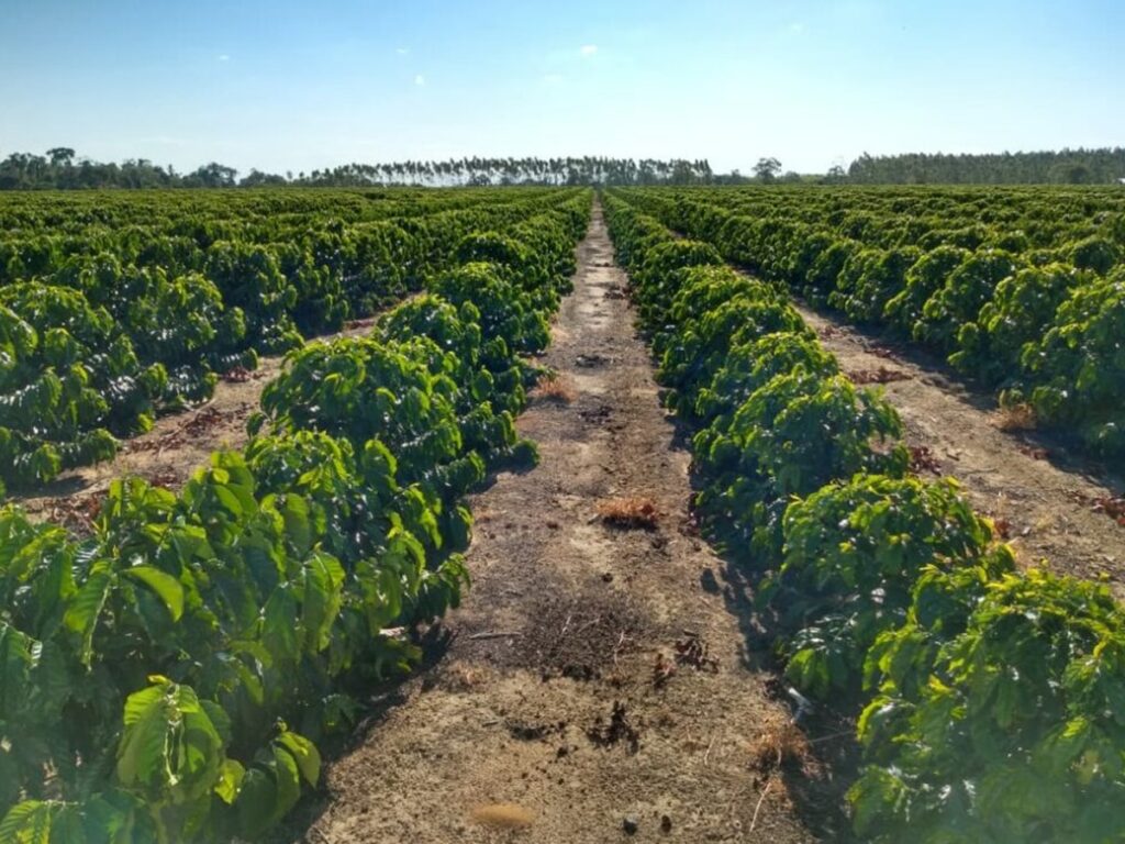 Espirito-Santo-tera-aumento-na-producao-de-conilon-neste-ano