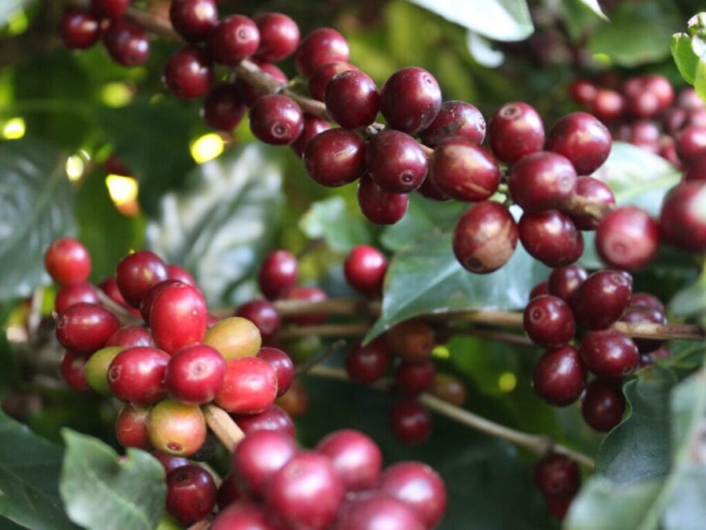 Valor-da-Producao-Agropecuaria-de-2022-e-estimado-em-R-1188-trilhao