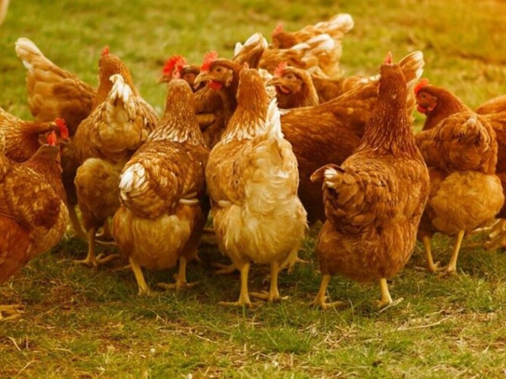 70-do-frango-consumido-no-Catar-e-brasileiro