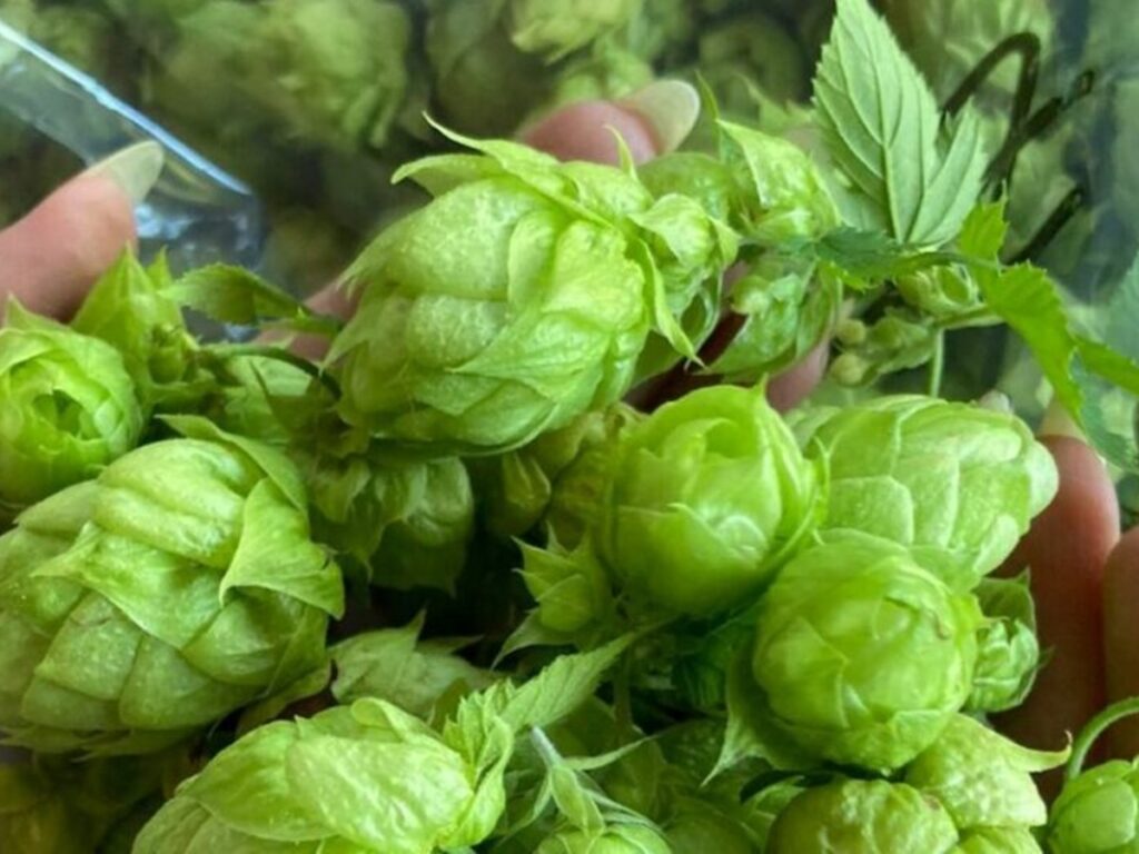 Lupulo-vianense-quebra-paradigmas