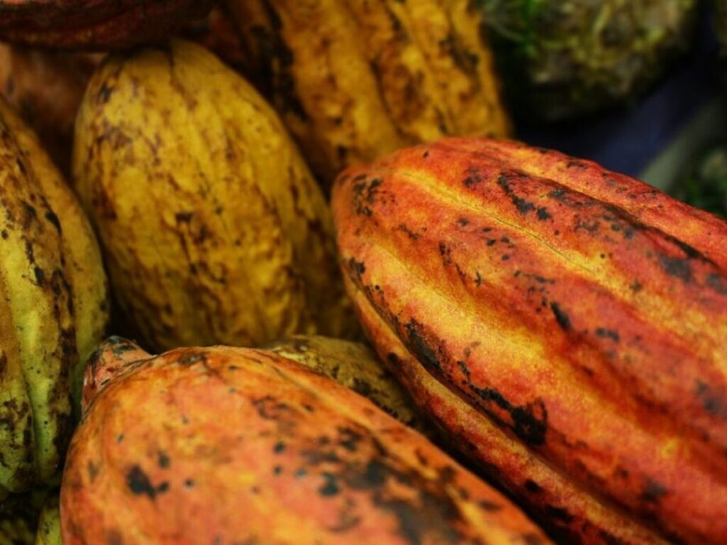 PA-ES-e-BA-possuem-as-melhores-amendoas-de-cacau-do-Brasil