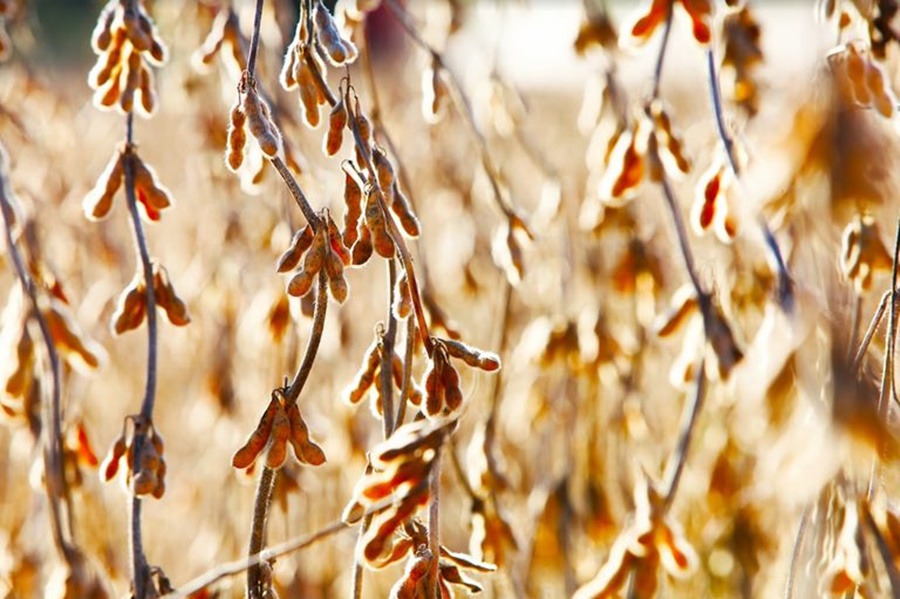 Producao-de-graos-deve-crescer-368-nos-proximos-dez-anos