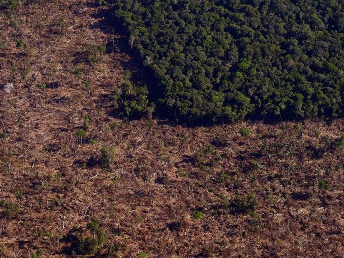 alertas-de-desmatamento-tem-pior-outubro-desde-2015