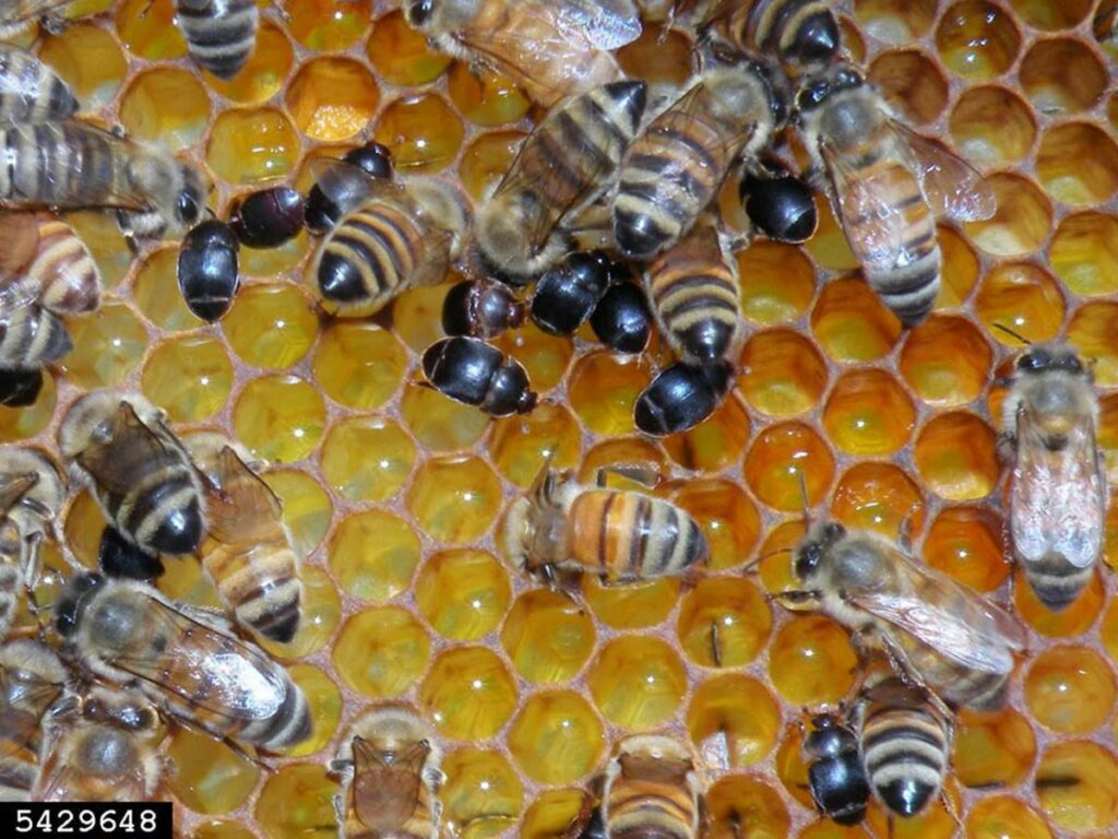 Espirito-Santo-confirma-ocorrencia-do-pequeno-besouro-das-colmeias