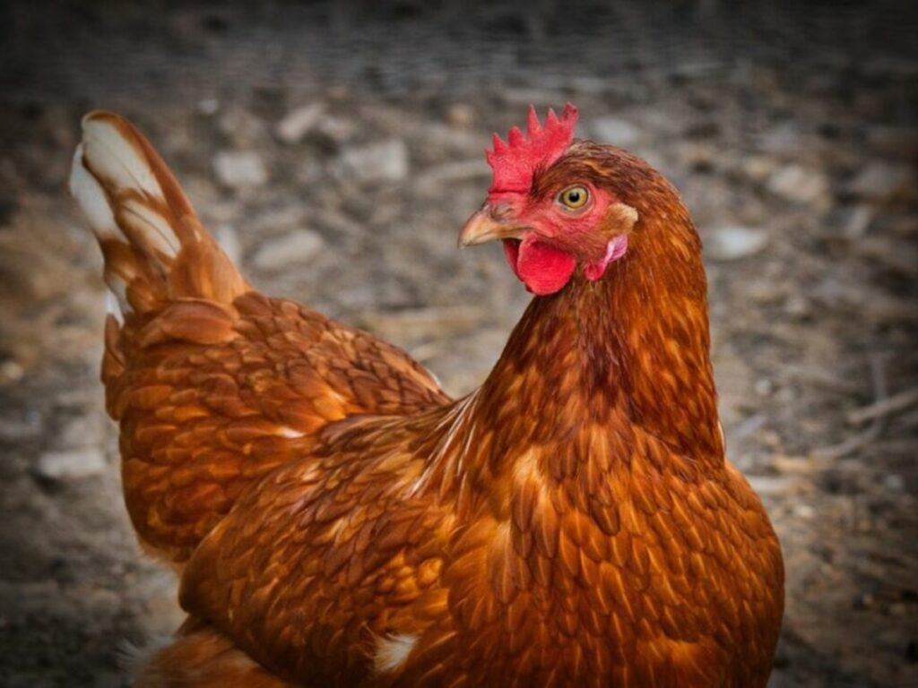 Campanha-sobre-Influenza-Aviaria-visa-alertar-populacao-para-ajudar-o-Brasil-a-continuar-livre-da-doenca