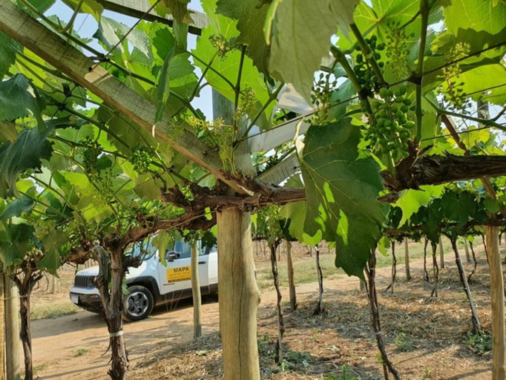 Como-podemos-ajudar-no-controle-de-doencas-em-vegetais-e-animais