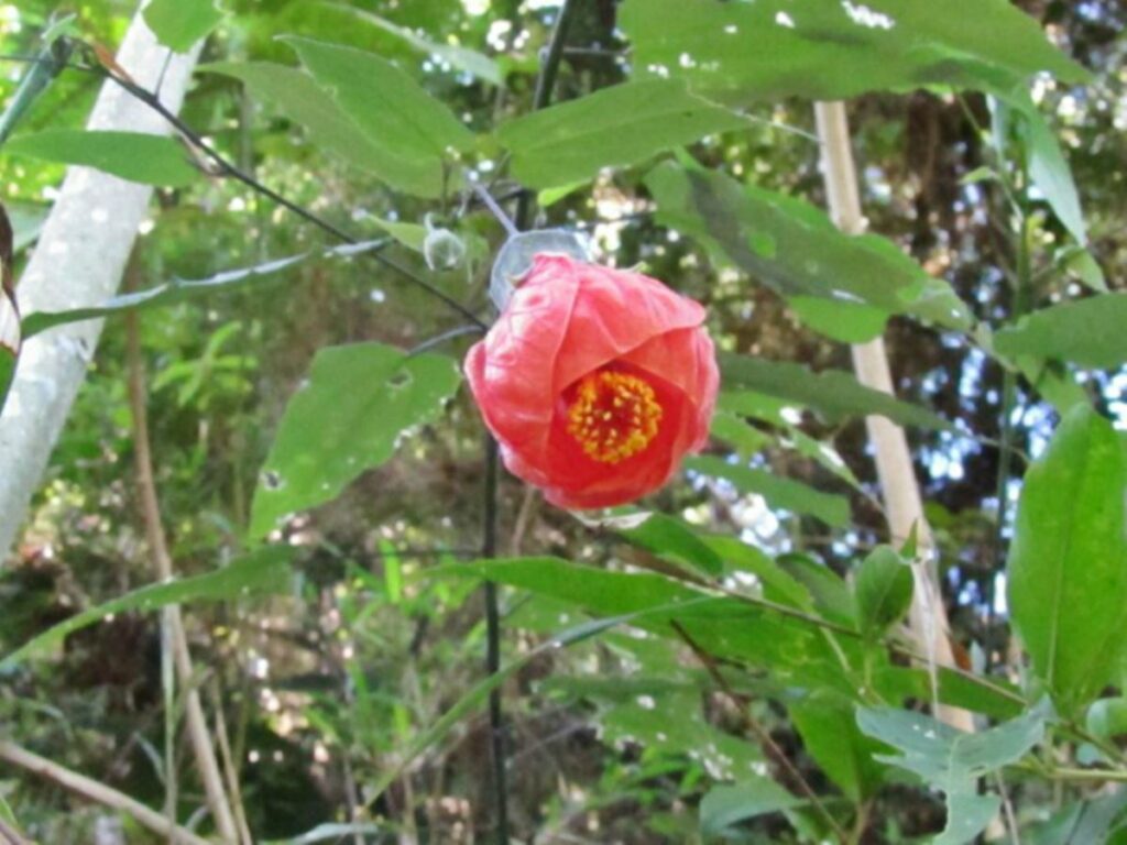 Nova-especie-de-planta-e-descoberta-no-Espirito-Santo