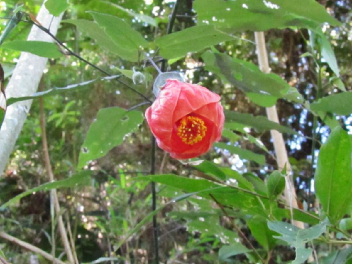 Nova-especie-de-planta-e-descoberta-no-Espirito-Santo Nova-especie-de-planta-e-descoberta-no-Espirito-Santo