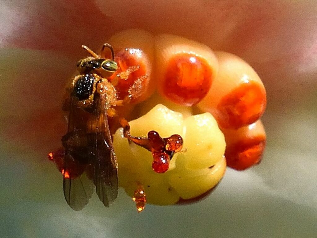 Sugestoes-para-elaboracao-de-normas-para-criacao-de-abelhas-sem-ferrao-podem-ser-feitas-ate-amanha-25