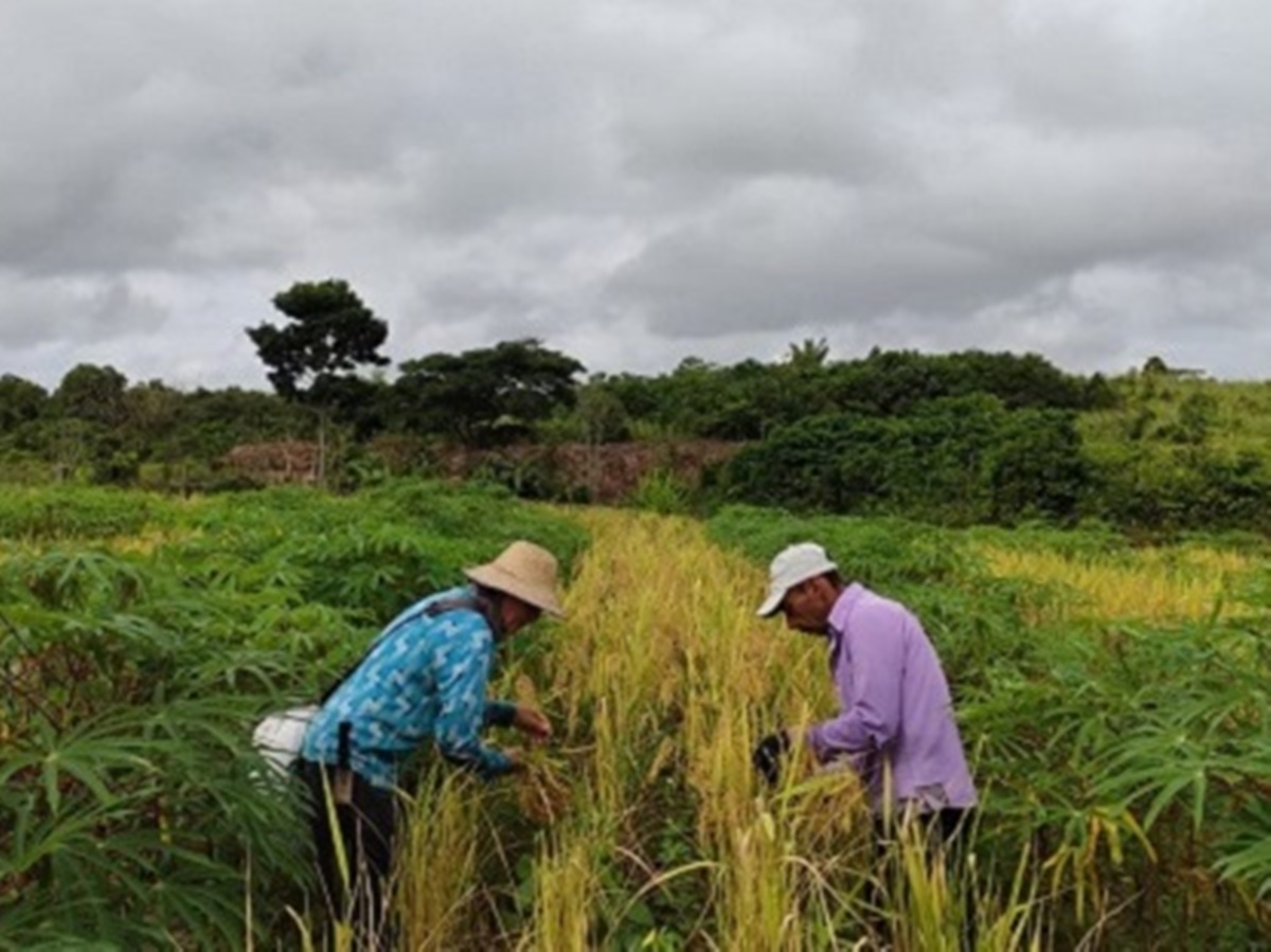 Tecnologias-diversificam-culturas-na-agricultura-familiar-e-promovem-seguranca-alimentar Tecnologias-diversificam-culturas-na-agricultura-familiar-e-promovem-seguranca-alimentar