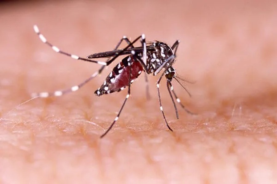 Vigilancia-Ambiental-orienta-como-moradores-podem-evitar-casos-de-dengue-em-Marechal-Floriano