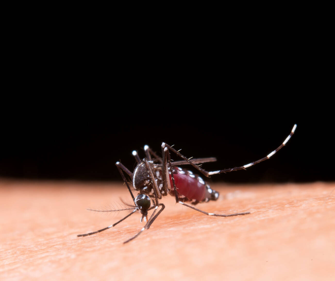 Mosquito Mosquito macro photography