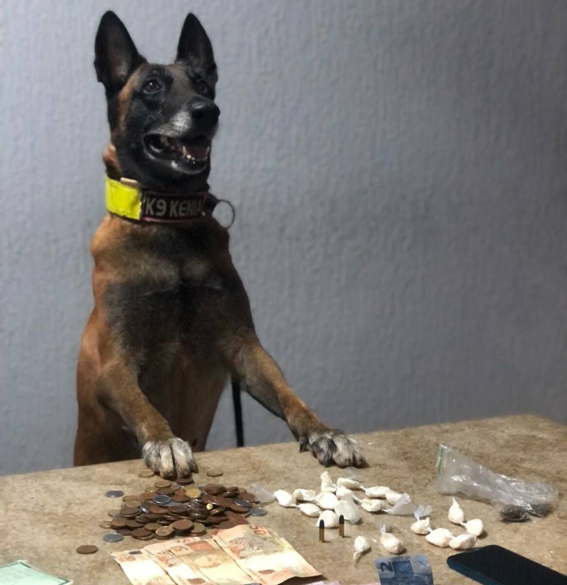 Cadela-Kenia-ajuda-policiais-a-encontrarem-drogas-em-Marechal-Floriano Cadela-Kenia-ajuda-policiais-a-encontrarem-drogas-em-Marechal-Floriano