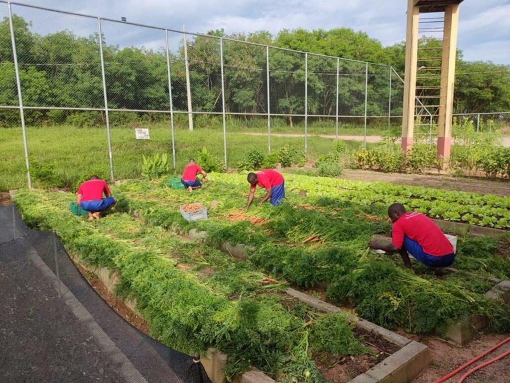 Cenouras-produzidas-em-unidade-prisional-sao-doadas-a-instituicoes-de-Cachoeiro-de-Itapemirim