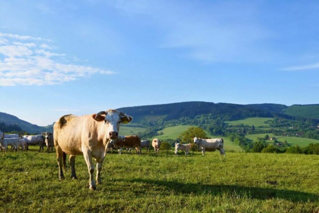 Confirmado-mal-da-vaca-louca-no-Brasil-e-exportacao-para-a-China-e-suspensa