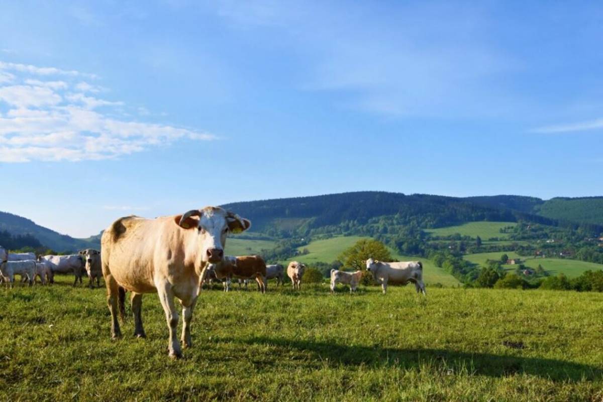 Confirmado-mal-da-vaca-louca-no-Brasil-e-exportacao-para-a-China-e-suspensa Confirmado-mal-da-vaca-louca-no-Brasil-e-exportacao-para-a-China-e-suspensa